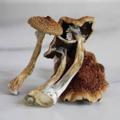 Logo des Telegram-Kanals ukmagicmushroomsandukcannabis - 🇬🇧🇬🇧 UK MAGIC MUSHROOMS & UK CANNABIIS 🇬🇧🇬🇧
