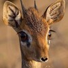 Telegram channel Unholy Dolly logo