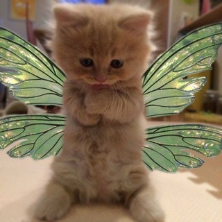 Telegram channel переходник🦋 logo