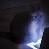 Telegram channel Webm в конверте logo