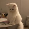 Логотип телеграм канала @winter_graphomania — зимняя кошка любит буковки