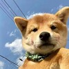 电报频道的标志 wobushipianshen999 — 垃圾回收站