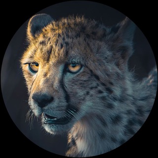 Logo des Telegram-Chats deutschefurries — Deutsche Furries Ltd. (SFW)