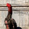 Логотип телеграм-чата dakanchilar_uz — Dakanchilar Uz ®