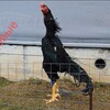 Telegram chat Калуга Бойцовые O-SHAMO (Official Group) [ВСЕРОССИЙСКОЕ ОБЩЕСТВО ЛЮБИТЕЛЕЙ ПТИЦЫ VOLP 🐓] logo