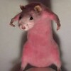 Логотип телеграм-чата kryskilove — 🐀
