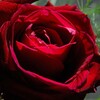 Logo of Telegram chat prolapse_loversmain — 🌺🌹Rose Paradise 🌹🌺