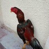 Логотип телеграм-чата toshkent_jekilari — ТОШКЕНТ_ХУРОЗ_АРЕНА